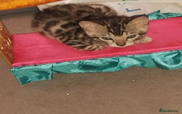 Bengal cats for sale: Silver bengals - Image 2