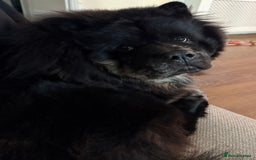 Chow Chow dogs for stud: Chow chow to stud - Image 2