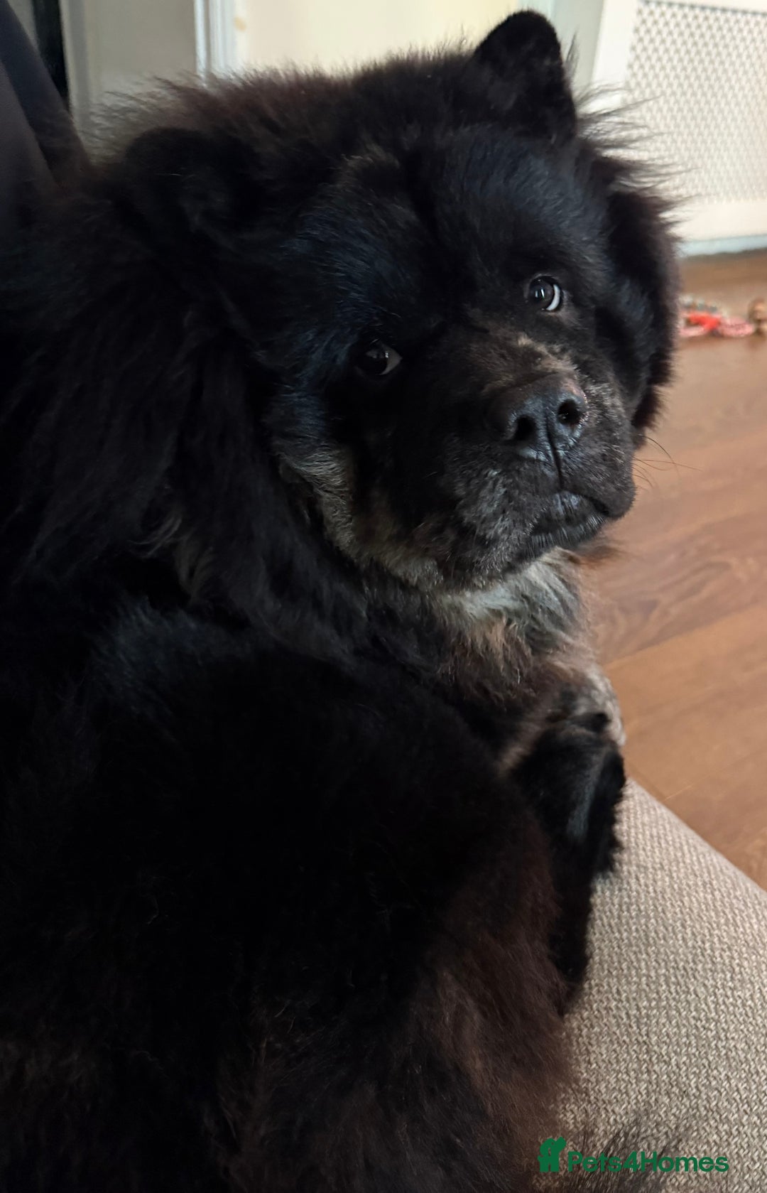 Chow Chow dogs for stud: Chow chow to stud - Image 2