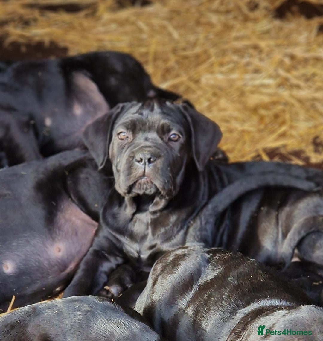 Cane Corso dogs for sale: Exceptional  - Image 6