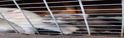 Ferret rodents for sale: Ferrets  - Advert 3