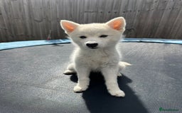Pomsky dogs for sale: Vergil - Image 13