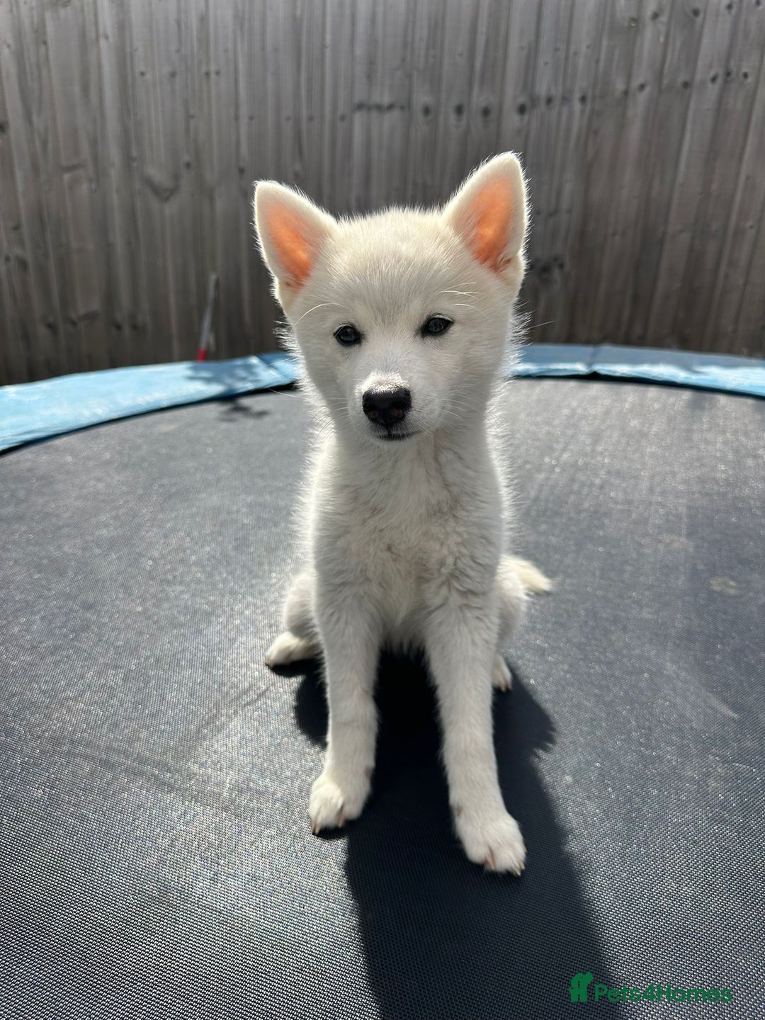 Pomsky dogs for sale: Vergil - Image 13