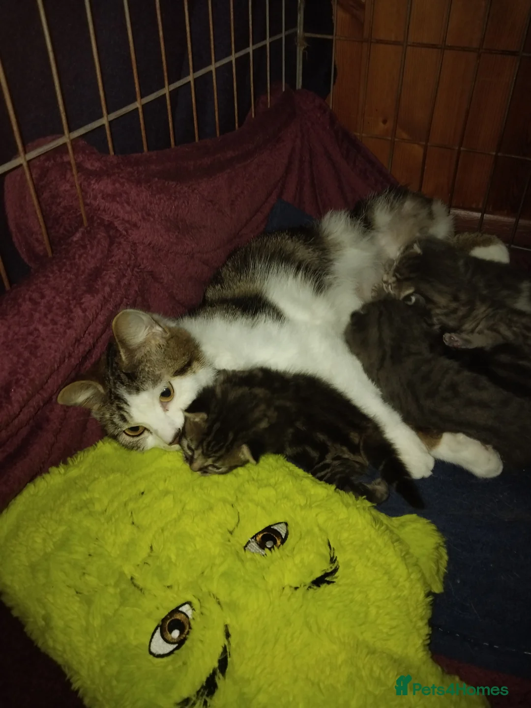 Mixed Breed cats for sale: Kittens for sale  - Advert 1