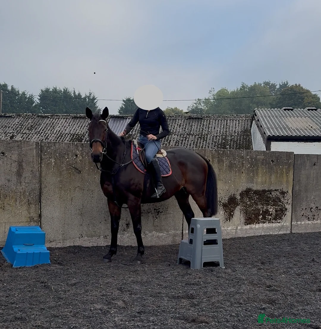 English Thoroughbred horses for sale: Beautiful 16.2 dark bay mare (cherry)  - Advert 2