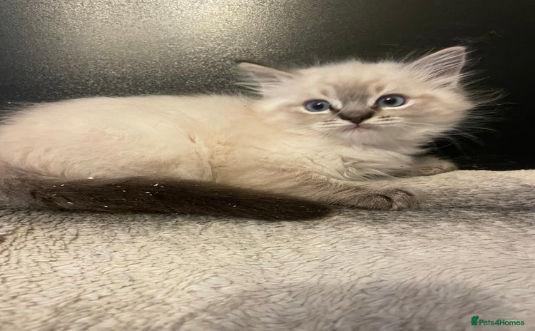 Ragdoll cats - Advert 5