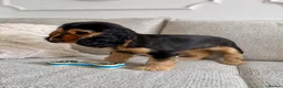 Cocker Spaniel dogs for sale: Champion Bloodline KC Show Cocker Spaniel Puppies  - Advert 10