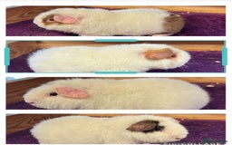 Guinea Pig rodents for sale: Swiss,Teddy and pet guinea pigs  - Image 2