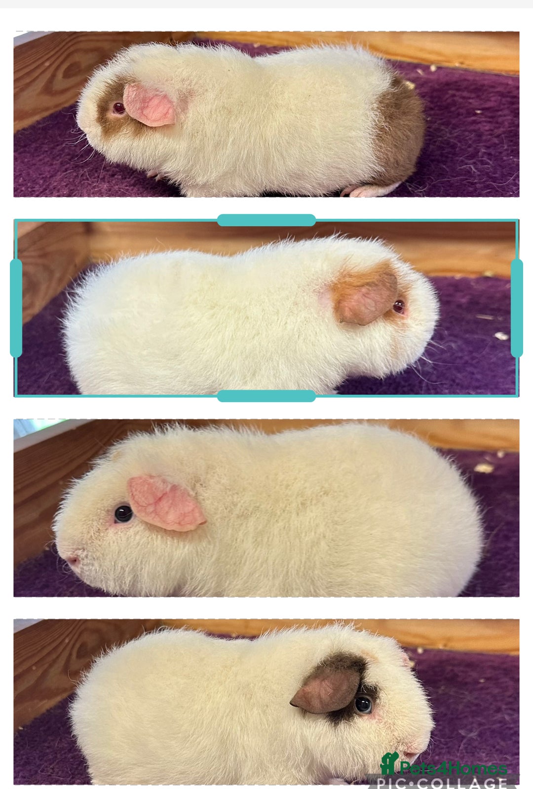 Guinea Pig rodents for sale: Swiss,Teddy and pet guinea pigs  - Image 2