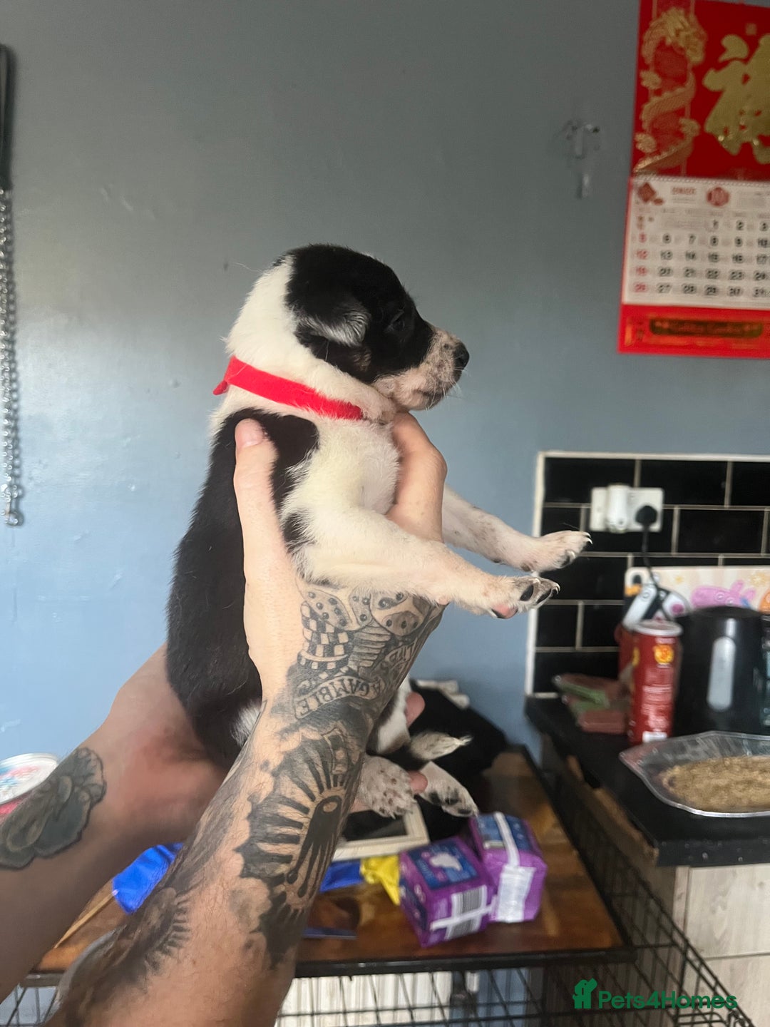 Border Collie dogs for sale: Border collie puppies - Image 9