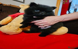 Pomeranian dogs for sale: 3 beautiful black pomeranian boys for sale  - Image 10