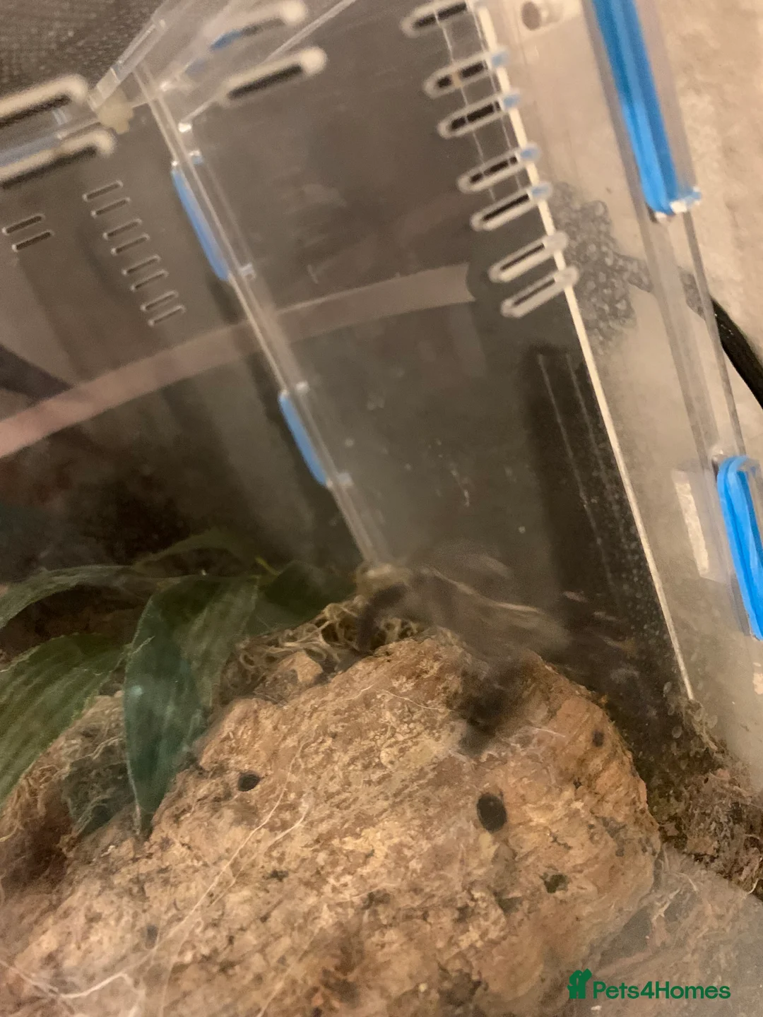 Spiders invertebrates for sale: Lampropelma violaceopes (Singapore Blue) - Advert 6