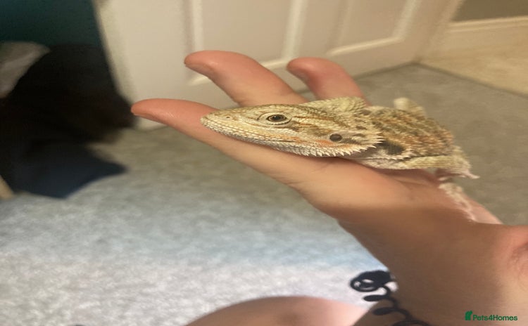 Bearded Dragon reptiles Special baby beardie - Advert 14