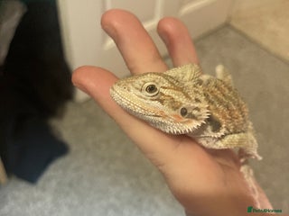 Bearded Dragon reptiles Special baby beardie - Advert 18