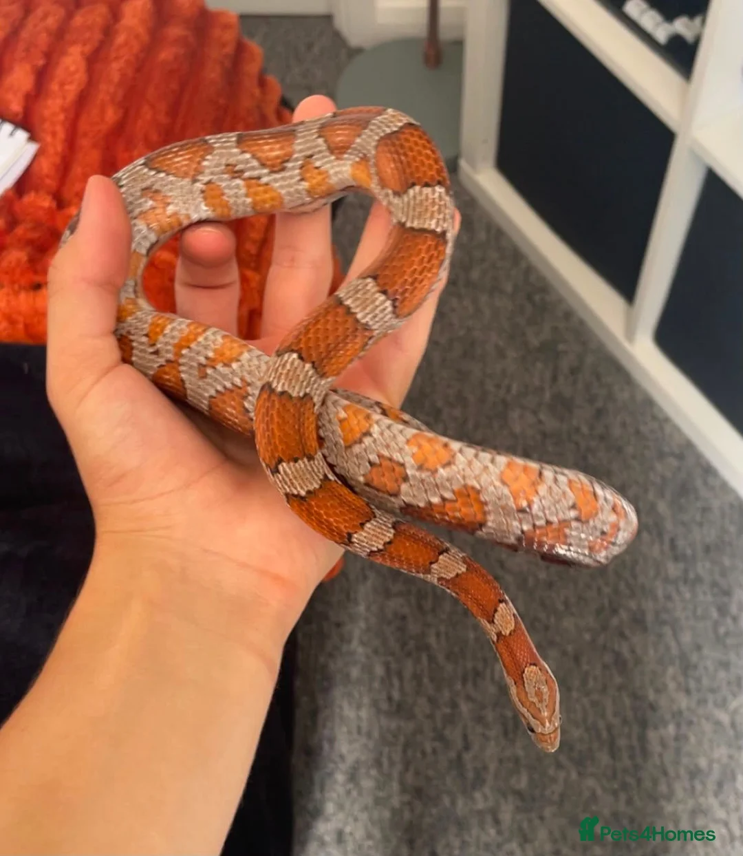 Corn Snake reptiles for sale: Corn snake with full set up in Eastbourne - Advert 2