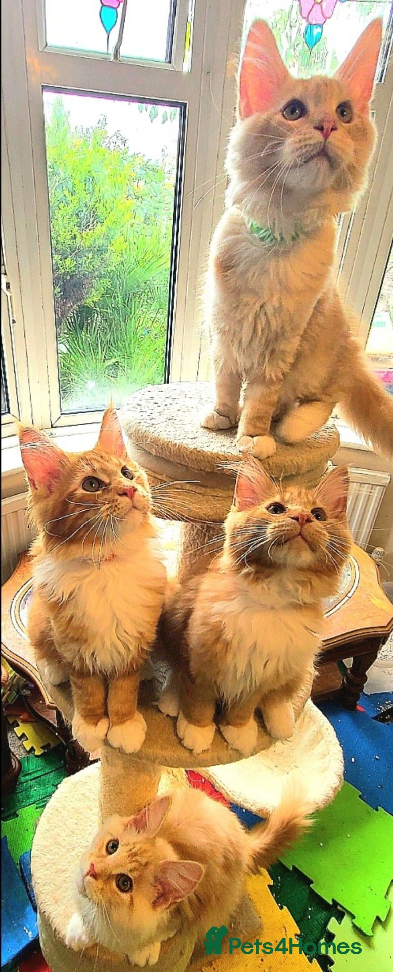Maine Coon cats TICA Maine Coon kittens ready to go NOW - Advert 1