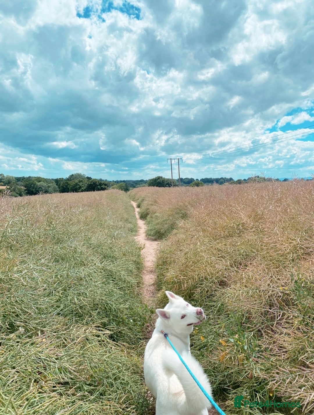 Siberian Husky dogs for sale: Siberian Husky 8 years old. Free to suitable home - Image 2