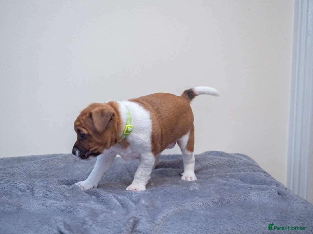 Plummer Terrier dogs for sale: Lovely Plummer Pupps - Advert 26