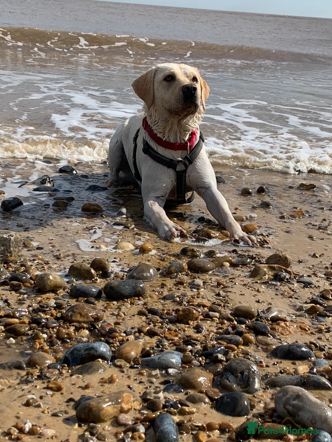 Labrador Retriever dogs for sale: Female Labrador retriever  - Advert 2
