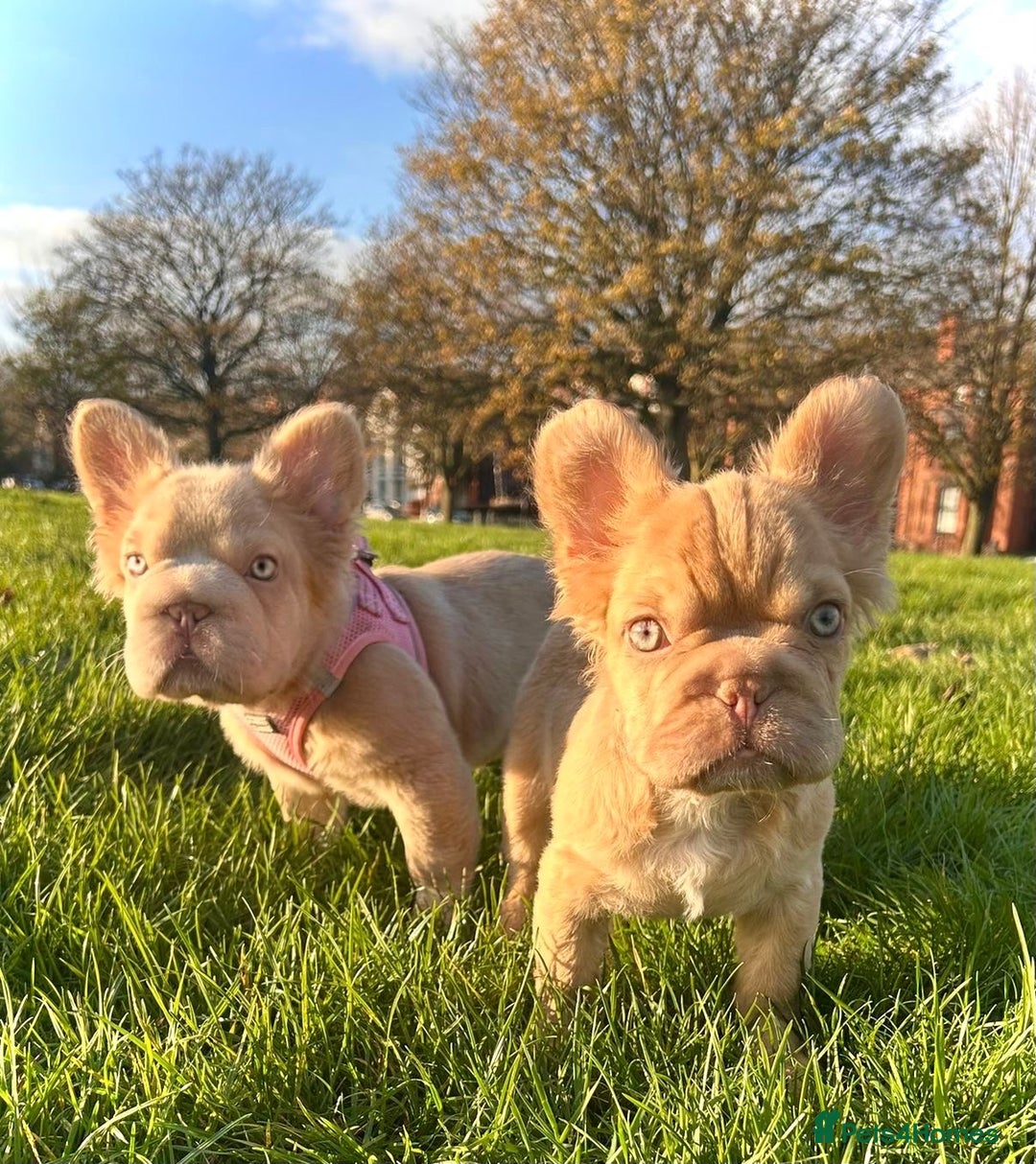 French Bulldog dogs for sale: Visual Fluffy New Shade Frenchies 💎  - Advert 2