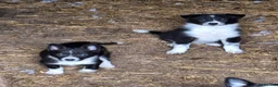 Border Collie dogs for sale: 5 Beautiful Border Collie Puppies - Advert 3