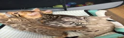Bengal cats for sale: BEAUTIFUL BABY BENGALS FOR SALE  - Advert 33