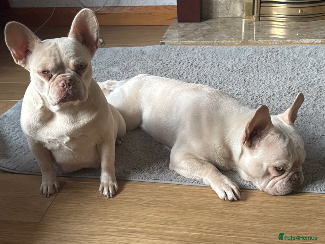 French Bulldog dogs for sale: 2 French Bulldogs for Sale - Advert 3