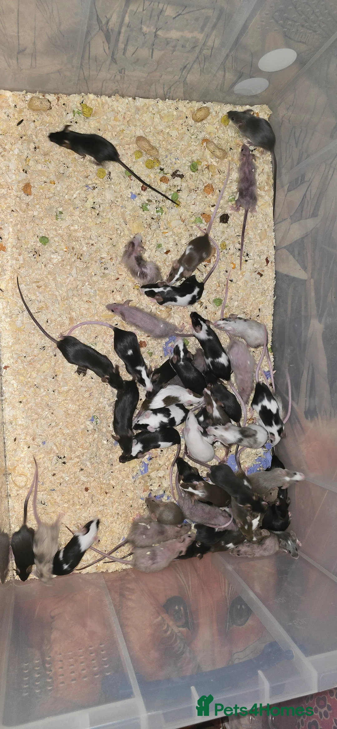 Mouse rodents for sale: Baby Fancy Mice, Mostly Females - Advert 2