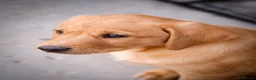 Labrador Retriever dogs for sale: Elite Litter: KC Registered Fox Red Labrador Pups - Advert 19