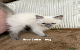 Ragdoll cats for sale: 4 cute fluffy Ragdoll Kittens - Advert 10