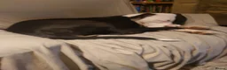 Mixed Breed dogs for sale: Zara needs a loving forever home! - Advert 19