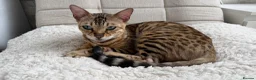 Bengal cats for sale: Snow bengal kittens  - Advert 10