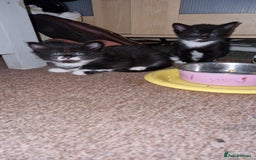 Mixed Breed cats for sale: Beautiful Kittens. Males and females - Image 5
