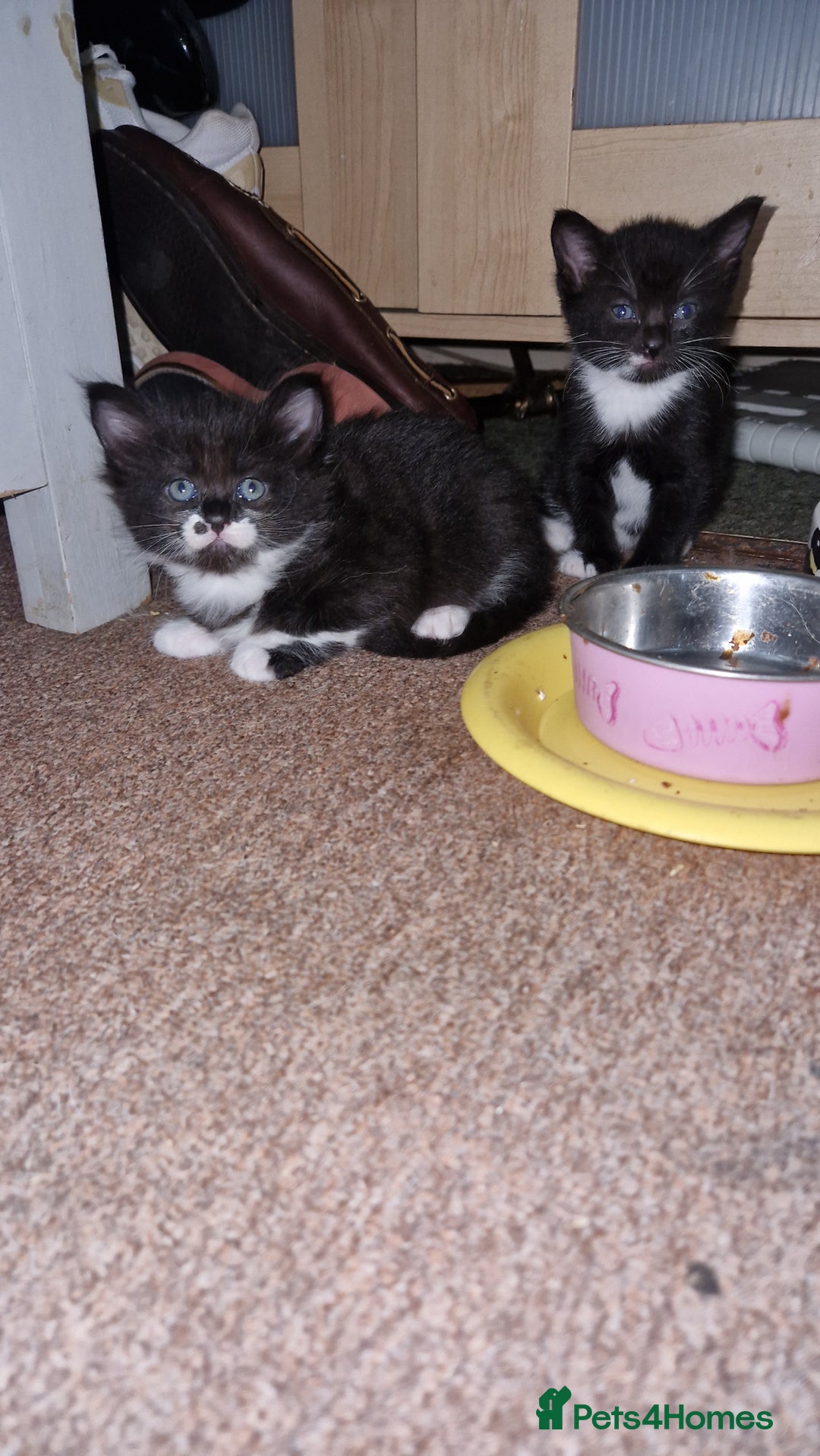 Mixed Breed cats for sale: Beautiful Kittens. Males and females - Image 5