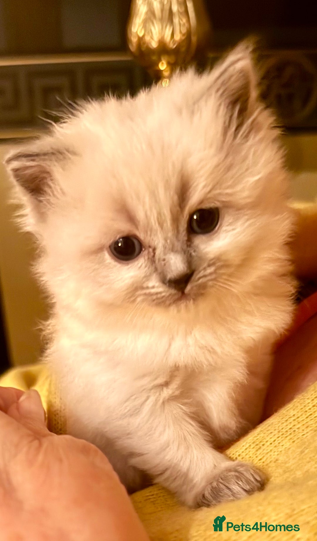 Ragdoll cats for sale: A small fluffy bundle of joy - Advert 5