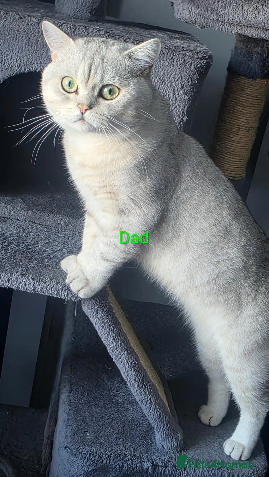 Scottish Fold cats for sale: Kitten 🐈🐈  - Advert 12