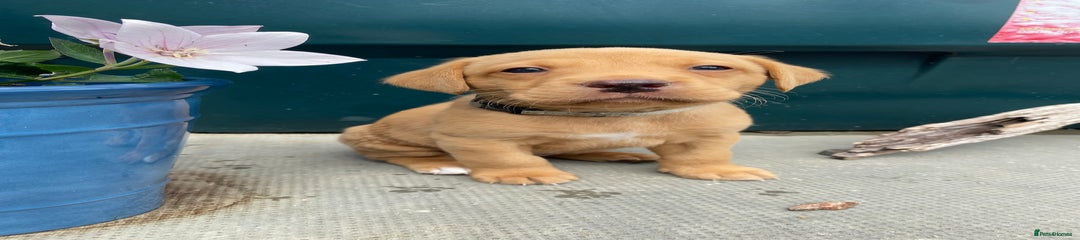 Labrador Retriever Puppy 6