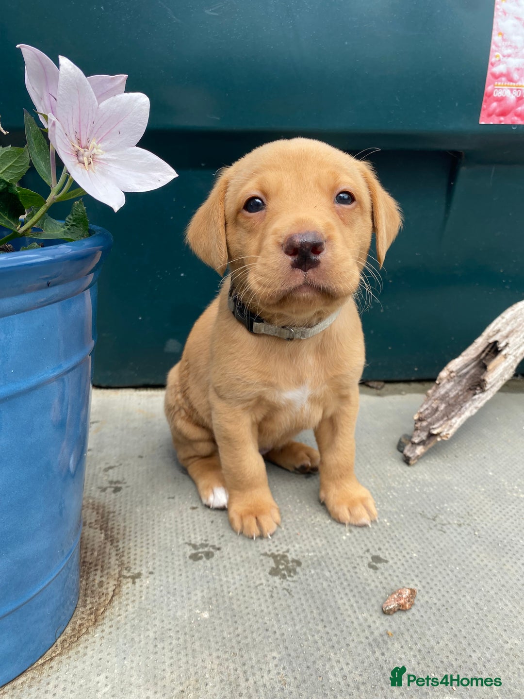 Labrador Retriever dogs for sale: Pedigree Labrador Pups - Image 13