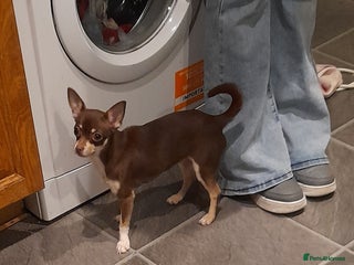 Chihuahua dogs Athena - Advert 5