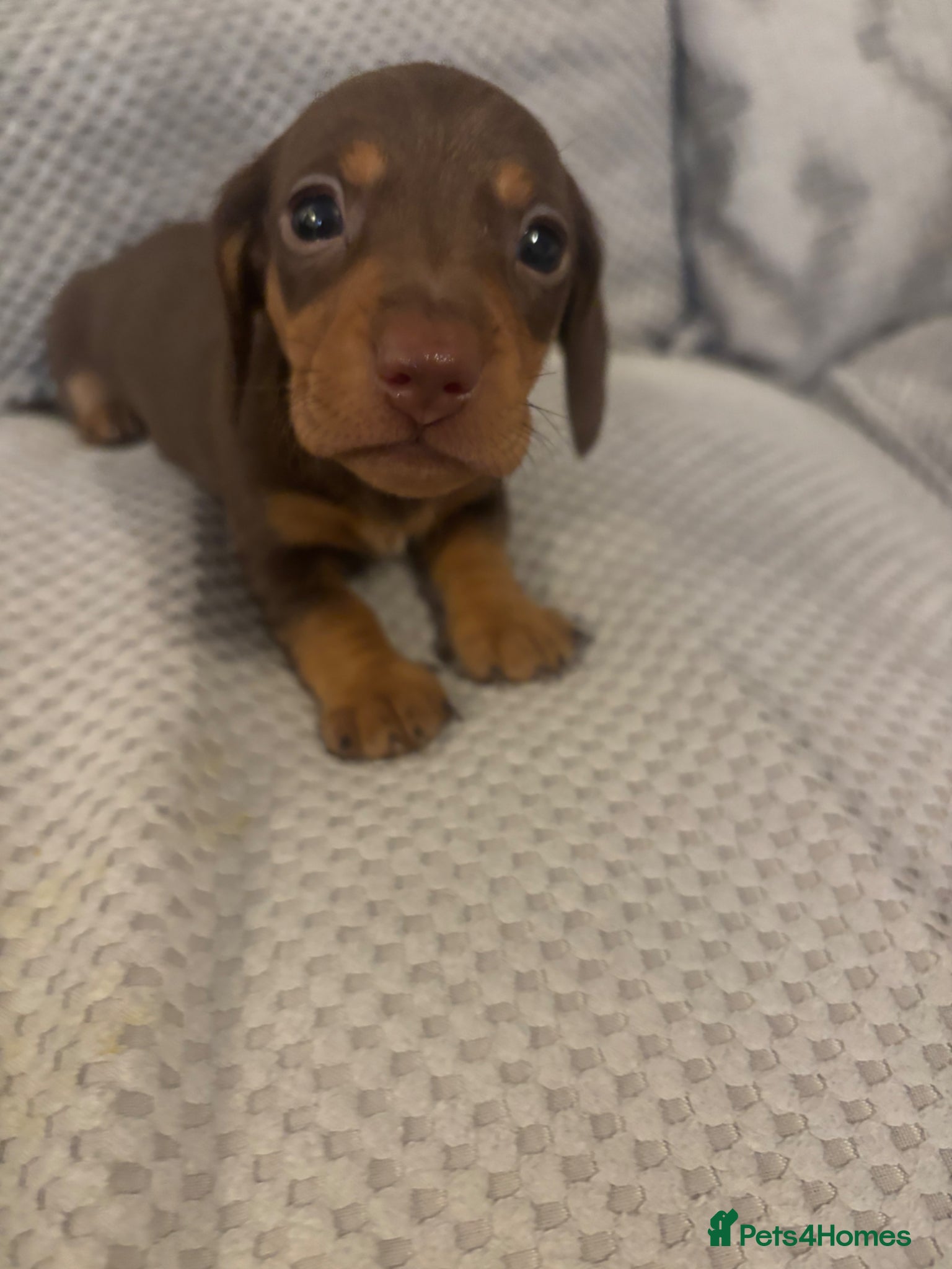 Miniature Dachshund dogs KC registered miniature smooth haired dachshunds - Advert 2