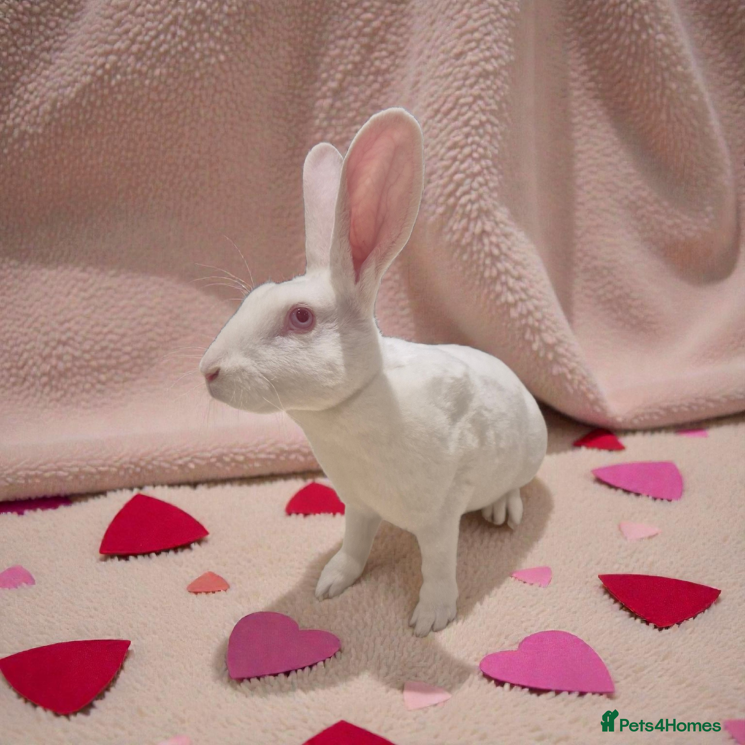 Rex rabbits 💖 Lovely standard rex girlie 🥰 - Advert 1