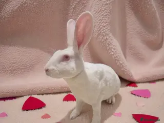 Rex rabbits 💖 Lovely standard rex girlie 🥰 - Advert 6