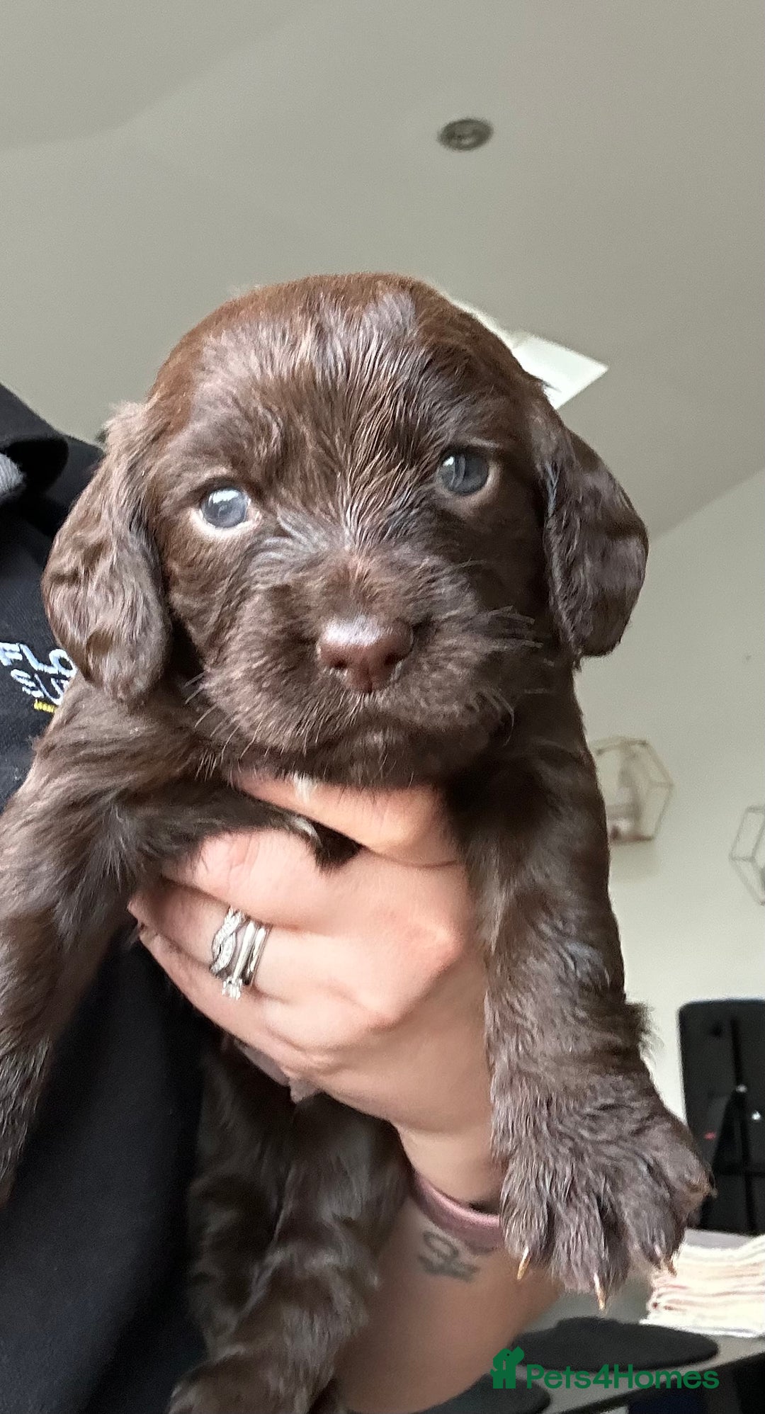 Cocker Spaniel dogs for sale: Chocolate Cocker Spaniel’s  in Crook - Image 15