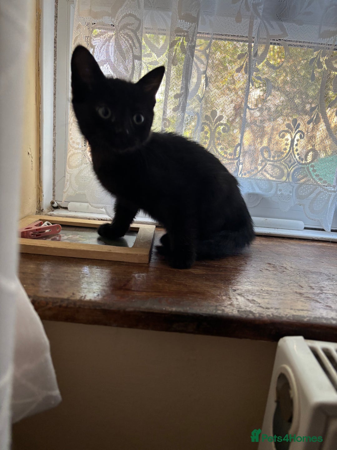 Mixed Breed cats for sale: 3 amazing kittens  - Image 4