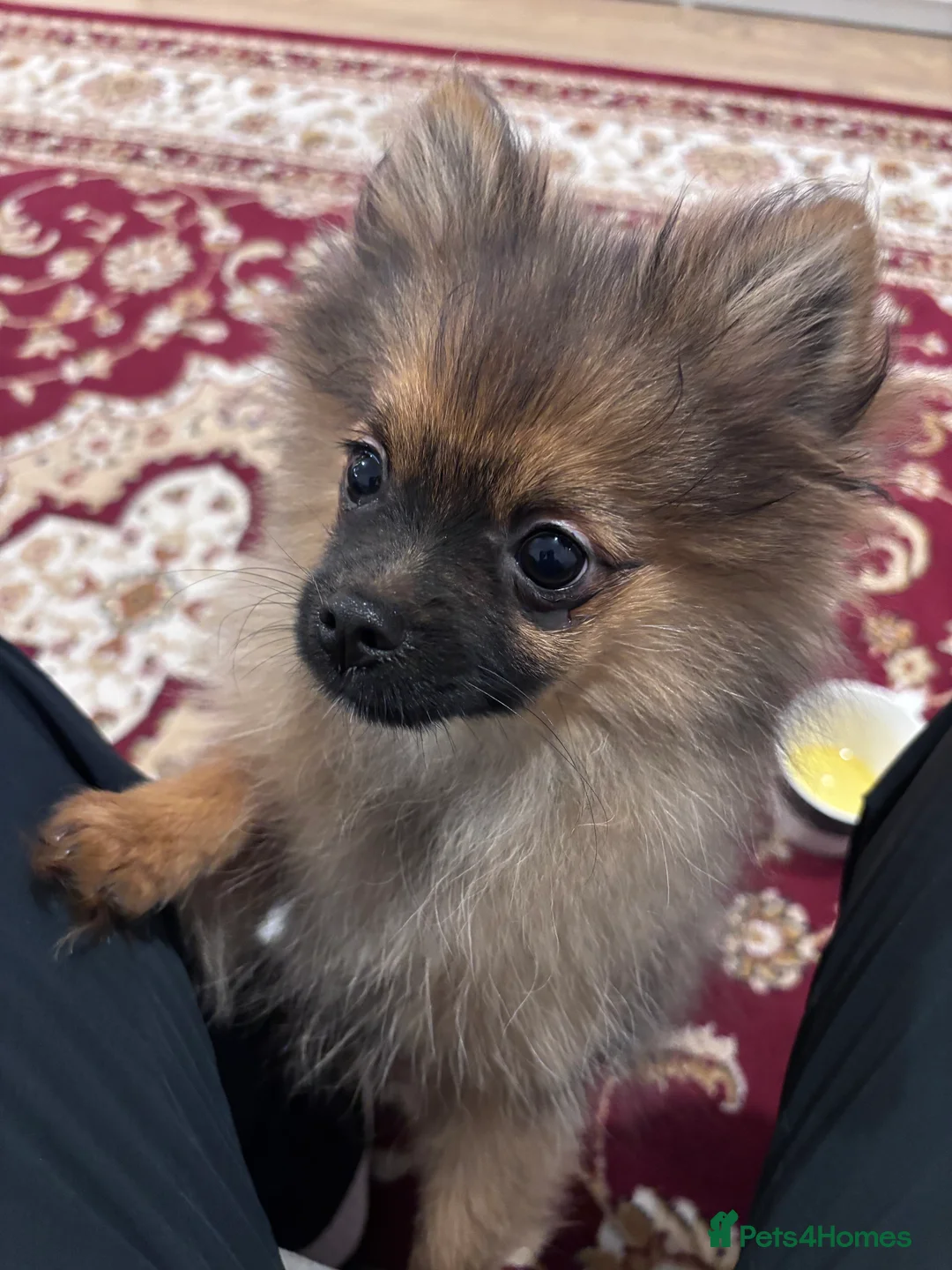 Pomeranian dogs for sale: 🐾 Stunning Male Pomeranian Puppy – £1,750 🐾 - Advert 3