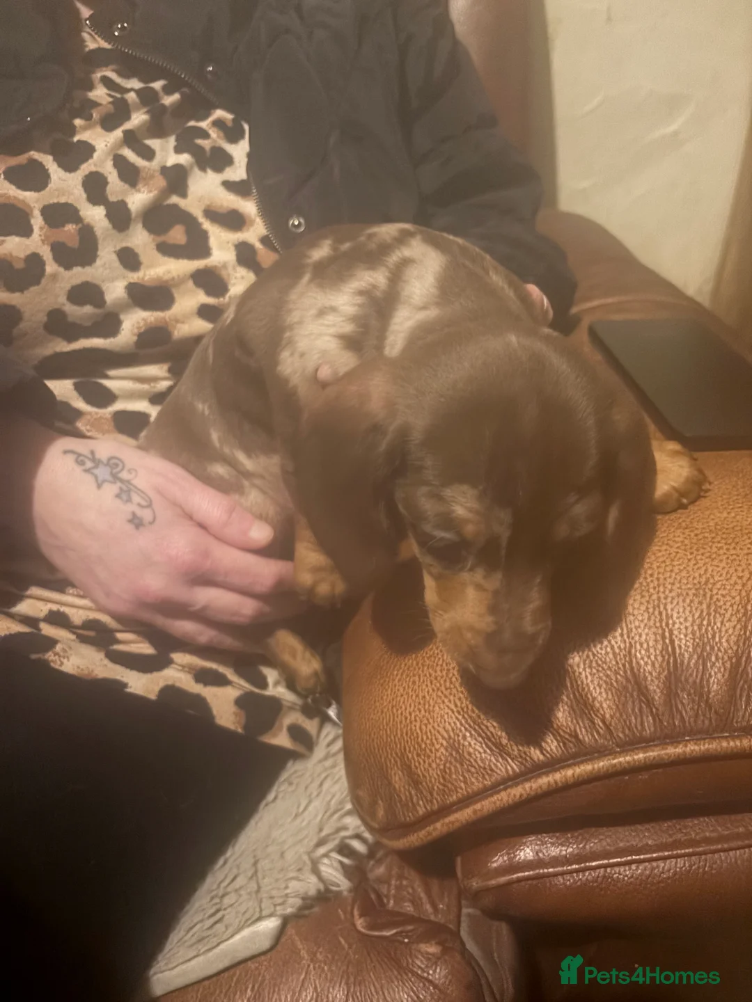 Miniature Dachshund dogs for sale: Miniature dachshund puppies - Advert 4