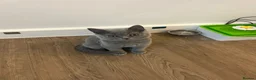 British Shorthair cats for sale: Pedigree British shorthair kittens  - Advert 4