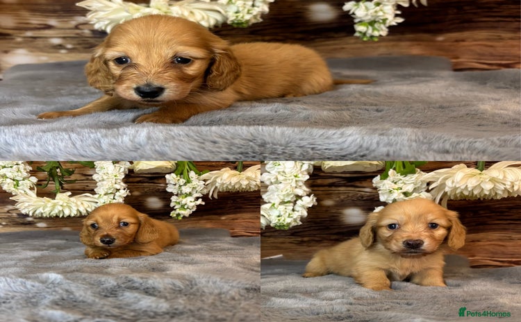 Miniature Dachshund dogs - Advert 1