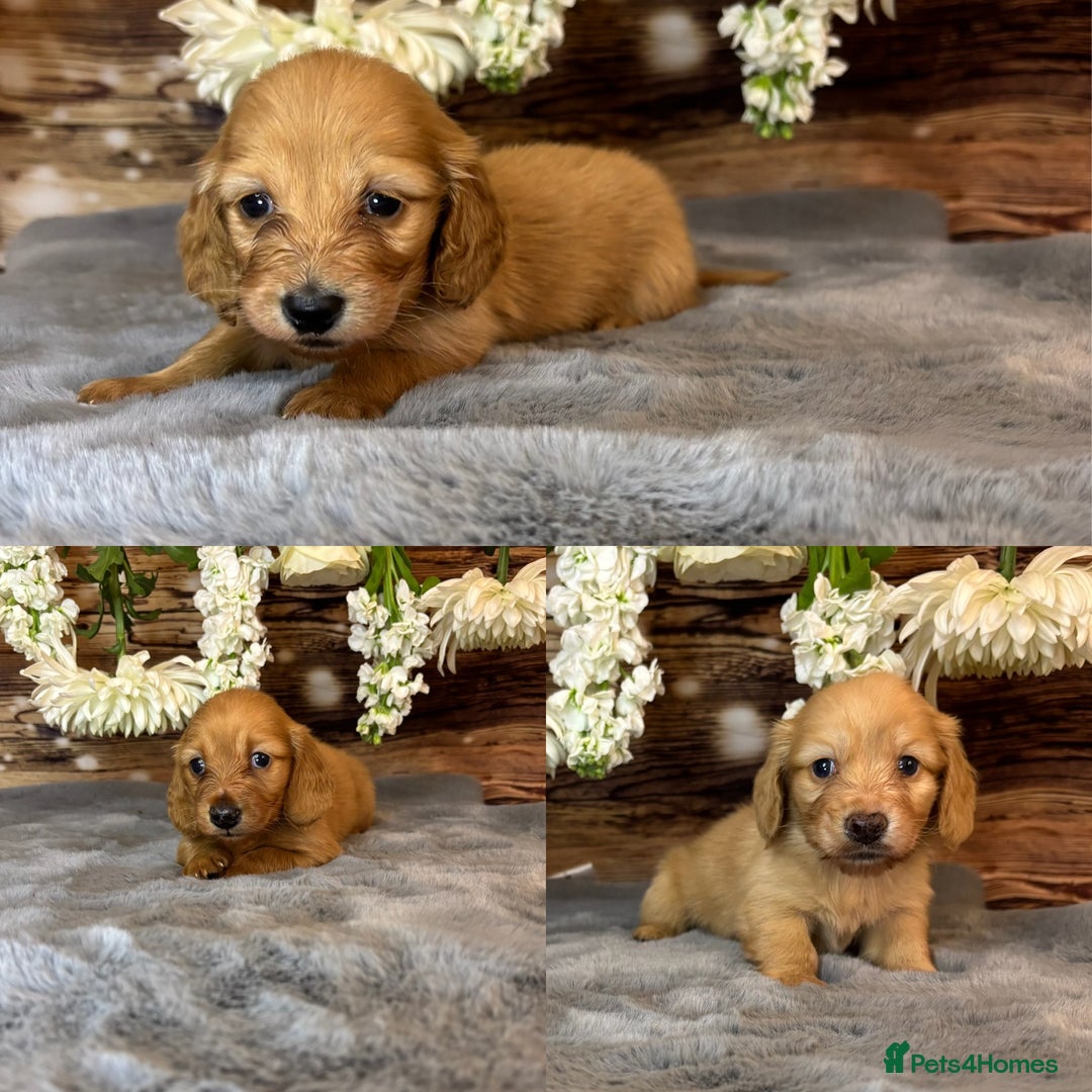 Miniature Dachshund dogs for sale: miniature long coat dachshunds - Image 1
