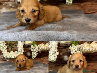 Miniature Dachshund dogs - Advert 13